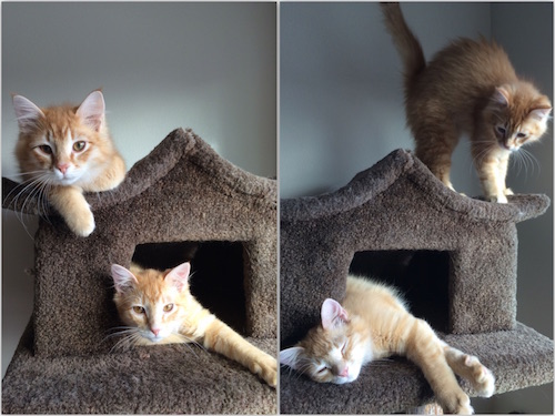 wpid-Kittens-2015-03-31-18-31.jpg